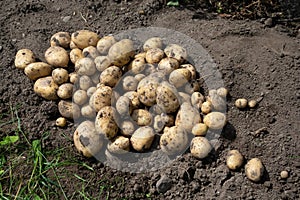 Pile of newly harvested potatoes -Â Solanum tuberosum on field. Harvesting potato roots from soil in homemade garden.